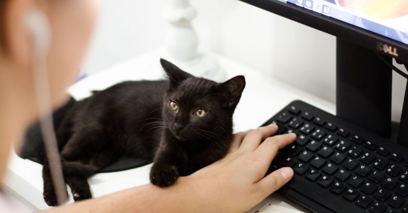 Computer - Black Cat Holding Persons Arm