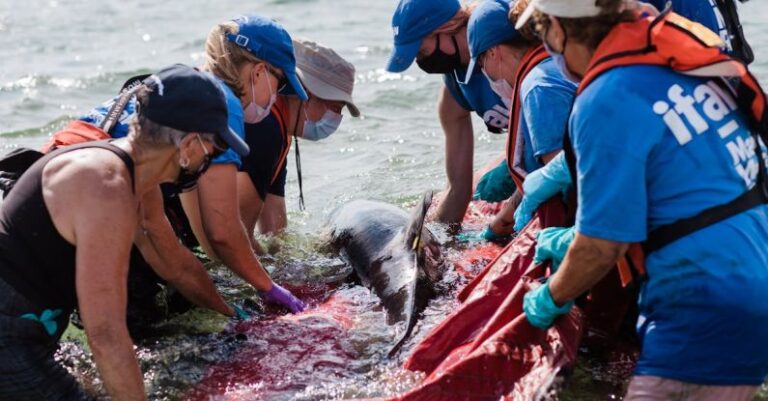 Codding - Releasing a Dolphin